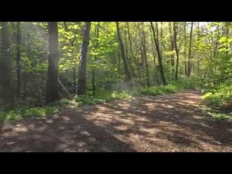 Ancient Woodland and nature sounds in wonderful Wepre Park Cei Conna/Connahs Quay Flintshire Wales