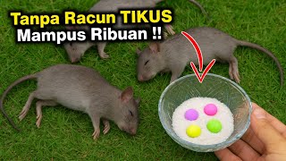 Download lagu WHY DO MANY PEOPLE NOT KNOW? Hundreds of RATS DIED WITHOUT POISON mp3