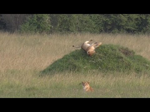 Playful Lion Rolls Down Hill