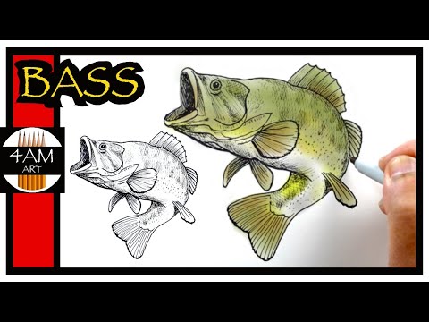 How to Draw A Largemouth Bass || Fish drawing Step by Step – I'm ...