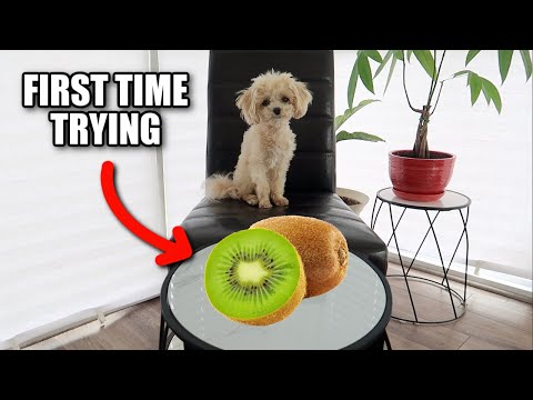 PUPPY TRIES KIWI FRUIT FOR THE FIRST TIME! TASTE TEST & REACTION