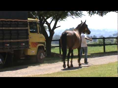 Égua Caretino 3.MPG