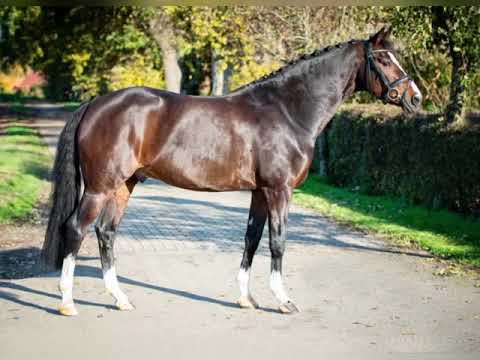 La Vie S - *2012 - Ponyhengst v. Laudatio - Marsvogel xx - Durello