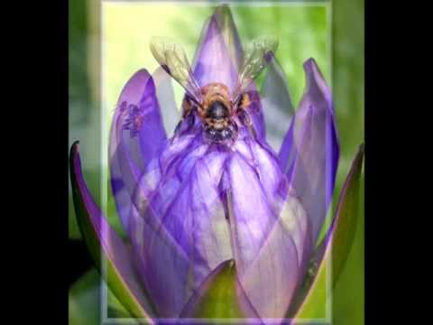Szász Tibor Mantra (black bee, blue lotus) Tibor Szász