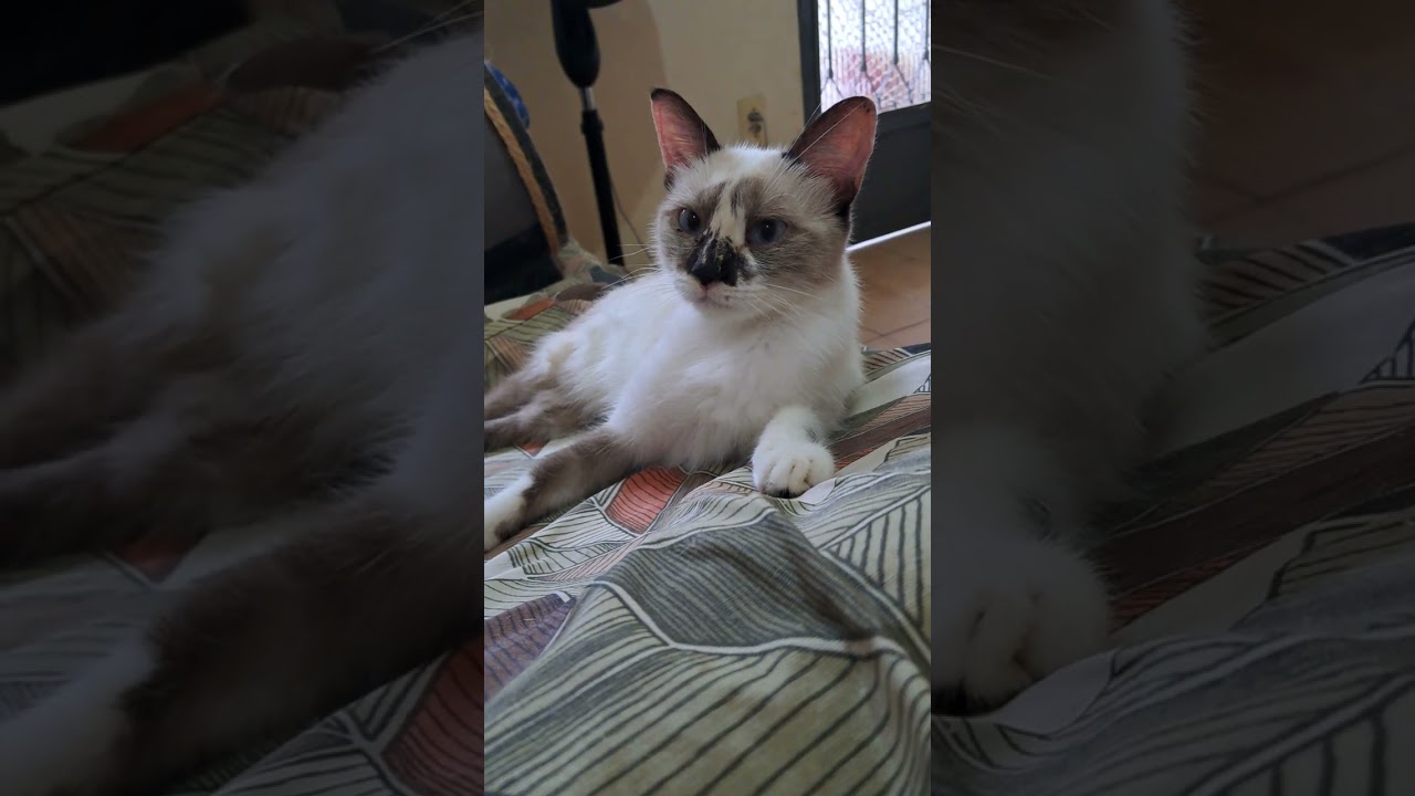 Gato raça SRD-ViraLata idade 1 ano nome Tina