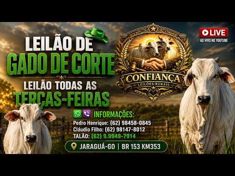 Confiança Leilões - Jaraguá-GO - Leilão de Gado de Corte em Goiás @canal.boiadeiro #live #gado