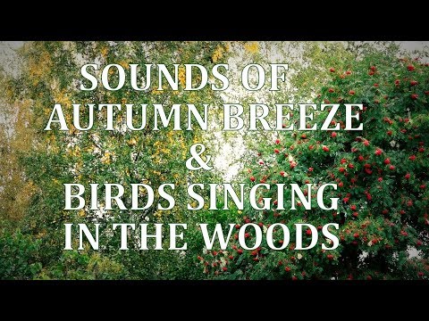 Autumn breezes and birds in the woods -  RELAXING Nature sounds 🎧