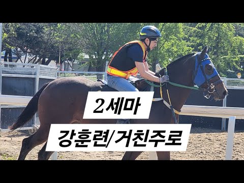 어린말 강 훈련 거친주로 편골절/2세마는 뼈 건 인대가 성장하고 있다/훈련하다가 부상으로 도퇘/무릅 작은 골편은 치명적/부상없이 훈련할수는 없을까