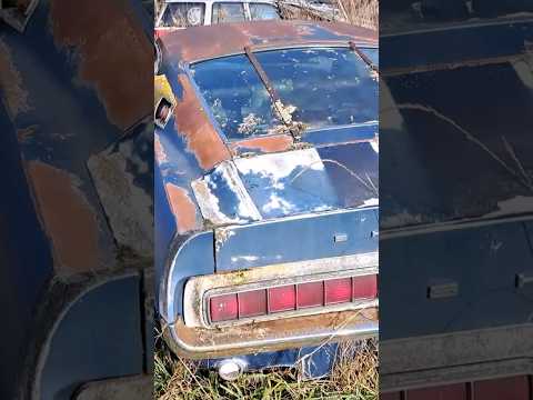 Thumbnail for Abandoned Shelby GT350 #flvap #shelby #mustang #fastback #gt350 #shelbymustang #abandonedcar by Shelby Mustang, Car