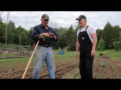 576 Huskie Bob's Vegetable Garden. June Update.  4K
