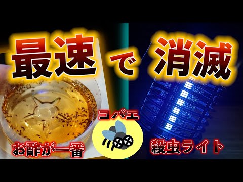 独自のショウジョウバエ捕獲器を作る: これが仕組みです トピックス