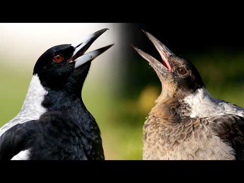 Unique Bird Sounds: Australian Magpie Calls  ( Adults & Juveniles)