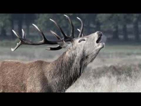 Auf Leben und Tod   Vorsicht Platzhirsch!