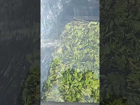 Solar Dryer