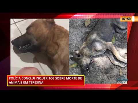 Polícia conclui inquérito sobre morte de animais em Teresina 19 11 2020