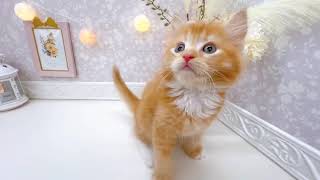 キンカローの動画01