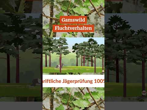 🐏 Adult predators

👉 Predators of adult animals: primarily wolves