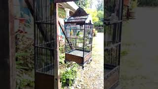 Download lagu Cucak Ijo Mini Full Nembak Suara Kenari #shorts mp3 Download lagu Cucak Ijo Mini Full Nembak Suara Kenari #shorts mp3