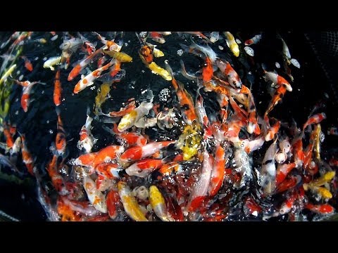 Fish Selection | Choosing Young Koi Fish for Your Pond - Part 2