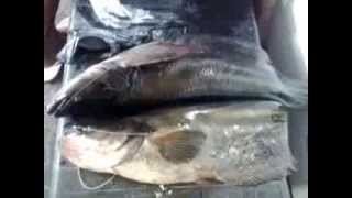 preview picture of video 'JUAL BELI BELUT DAN IKAN, SERINANTI PEDAMARAN KAYUAGUNG.2013 12 04 10 07 16'