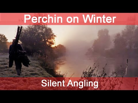 Perch Fishing River UK - Float fishing  Centerpin - hints tips tricks - Silent Angling
