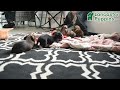 Miniature Dachshund dogs for sale: Kassie - Video 1