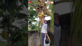 Download lagu Kaget juga pas liat jatuhnya. Masih petik kelapa. #kelapa #pohonkelapa #shorts #syadadazkyai mp3