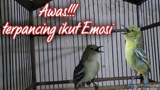 Download lagu EDAN!..Sirtu ini mampu bikin semua sirtu manapun ikut EMOSI seketika mp3