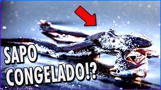 Curiosidades sobre Animais *** SE INSCREVA ***