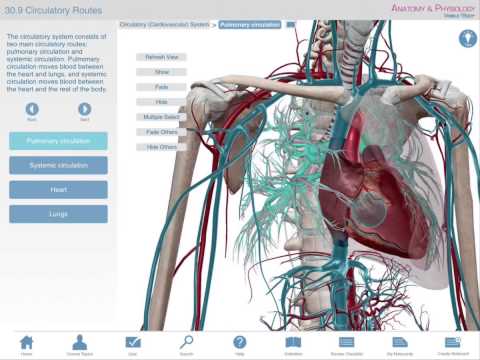 Circulation Routes: Learn@Visible Body