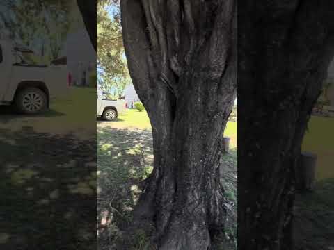 Video de Caba�as La Recompensa