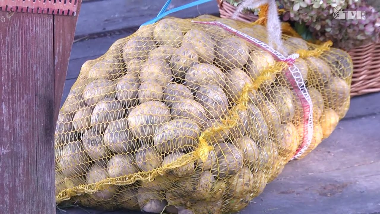 Kościerzyński Dzień Ziemniaka 2025