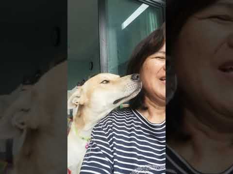 Gunner is Thai local brown dog play with mom, Thailand.กันเนอร์ หมาไทยพันธุ์ทาง I Thanika chanel