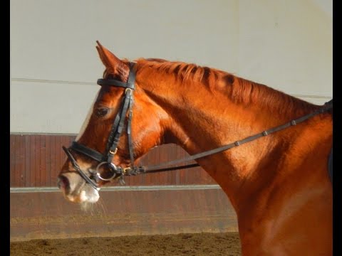 Amateur Euro Horse: E.H. Love Time Hanoverian Mare by Locksley x Wanderbursch II-21.09.2016