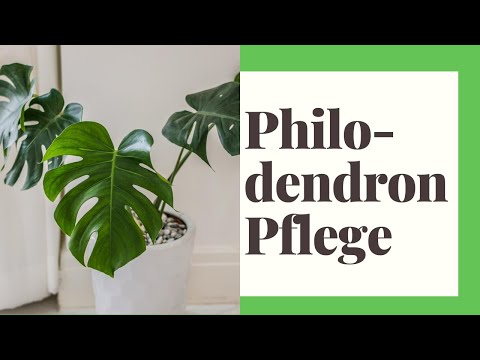 , title : 'Philodendron Pflege – so gedeiht die Grünpflanze prächtig'