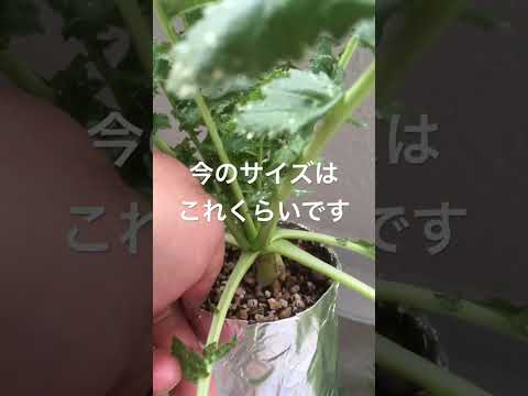 ベランダで芳香植物を育てるには？いつ植えるのか、そしてどのように管理するのか？  庭園