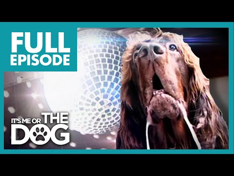 The Dog With Ocd Max Full Episode It S Me Or The Dog Viralstat