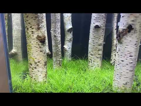 자작나무 소형어항