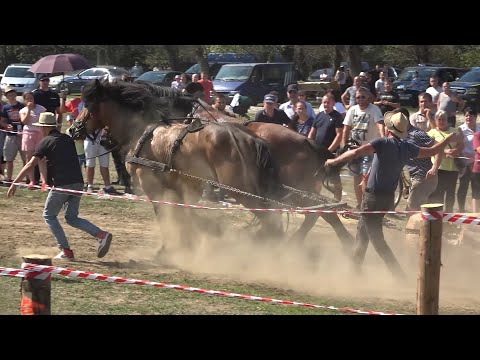 Concurs cu cai de tractiune Satu Mare, Bucovina proba de dublu 28 August 2022  Nou!!!