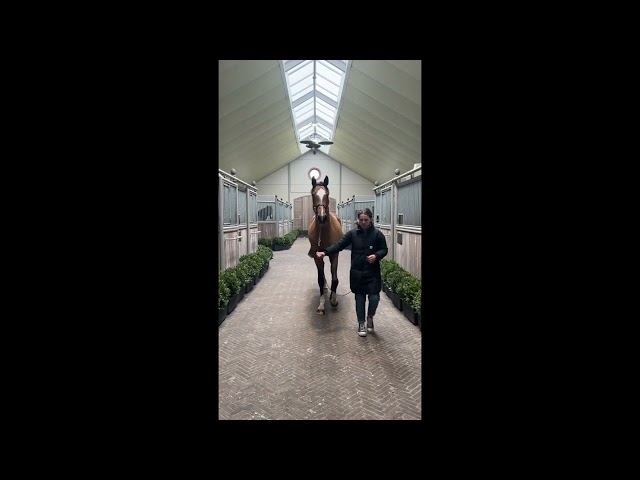 Ugo Du Cache Pot Z walk & 360