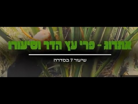 סדרת שיעורי ארבעת המינים - שיעור ז'