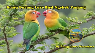 Download lagu Suara Burung Love Bird Ngekek Panjang | Ronggolawe Nusantara mp3