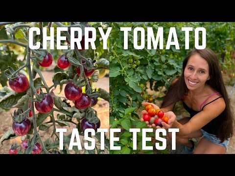 Cherry Tomato Taste Test: Which Ones Were The Best Varieties We Grew This Year