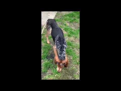 Crisisdogsnc