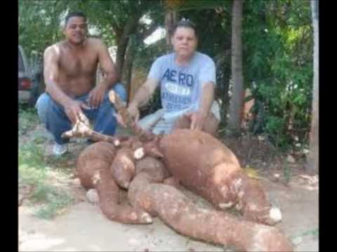 TATICO HENRÍQUEZ _ SACANDO LA YUCA