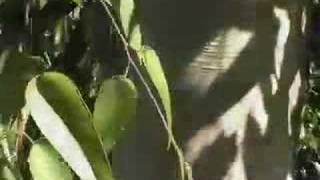 The 5 O&#39;Clock Shadow