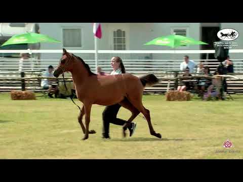 N 213 CNC MAJESTIC MARAYA   Strohen 2021 International B Show   Foals Class AB
