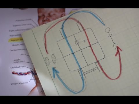 【每天更聰明】剛出生的寶寶是如何活下來的？ (Why You Didn't Die at Birth - Smarter Every Day 42)