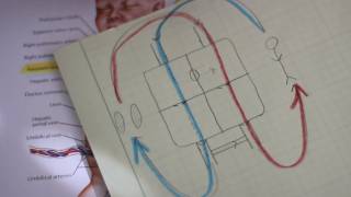 Why You Didn't Die at Birth - Smarter Every Day 42