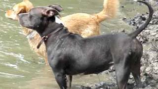 Derringer 100% Gottiline Pit Bull